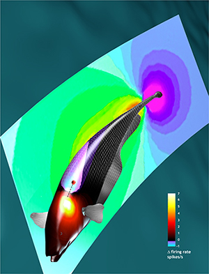 Sensory activity of a weakly electric fish.