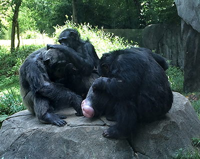 Chimps grooming.