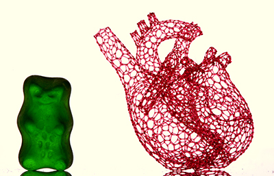 “Freeform 3D-Printed Heart Scaffold with Gummy Bear,” by Matthew Gelber, working in the Bhargava Laboratory, was a finalist in the 2016 Science Image Challenge hosted by the School of Chemical Sciences. The macrophotograph shows a vascular template composed of 4,637 filaments, each individually