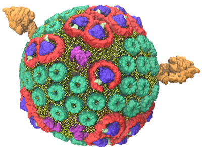 computer simulation of 100-million-atom chromatophore