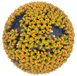 immature RSV retrovirus