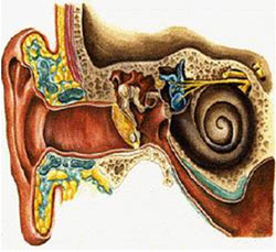 Image of the Human Ear