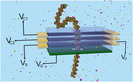 The four-layer device contains three graphene layers (black) to control the motion of DNA through the nanopore. The bottom layer (green) acts as a gate to control the concentration. The entire device acts as a transistor to rapidly and accurately sequence DNA using electricity.