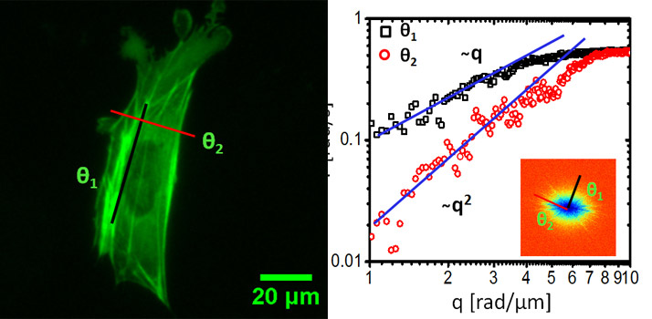 Dispersion-relation fluorescence spectroscopy of mouse embryonic fibroblast (MEF): a) fluorescence image showing a cell whose actin was labeled with GFP. b) Dispersion curve measured for the cell in a. The black and red lines indicate directed motion (along the actin filaments) and diffusion (perpendicular to the actin filaments). Inset shows the dispersion map. Image courtesy Gabriel Popescu