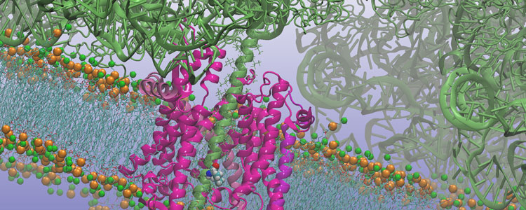 Chris Chipot, the research director at the National Center for Scientific Research (CNRS) in France and a Beckman Senior Fellow, creates algorithms to model rare molecular events.