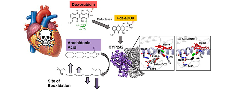 Summary of the effects of doxorubicin (DOX) and its metabolite on arachidonic acid metabolism by CYP2J2. CYP2J2 converts arachidonic acid into cardioprotective lipid mediators. Experimental and molecular dynamics (MD) simulations reveal that DOX inhibits CYP2J2. DOX is also converted to a metabolite that binds to the active site of CYP2J2 along with arachidonic acid. This changes the preferred site of arachidonic acid metabolism leading to the formation of less cardioprotective lipid mediators.