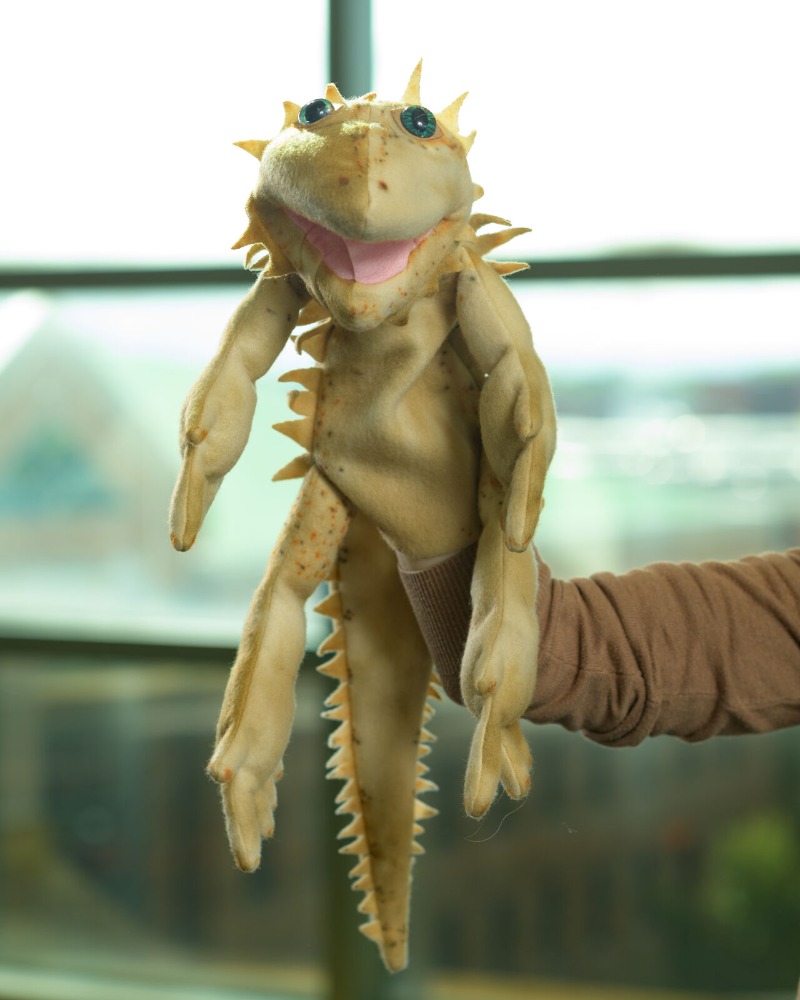 Bella the Bearded Dragon directory photo