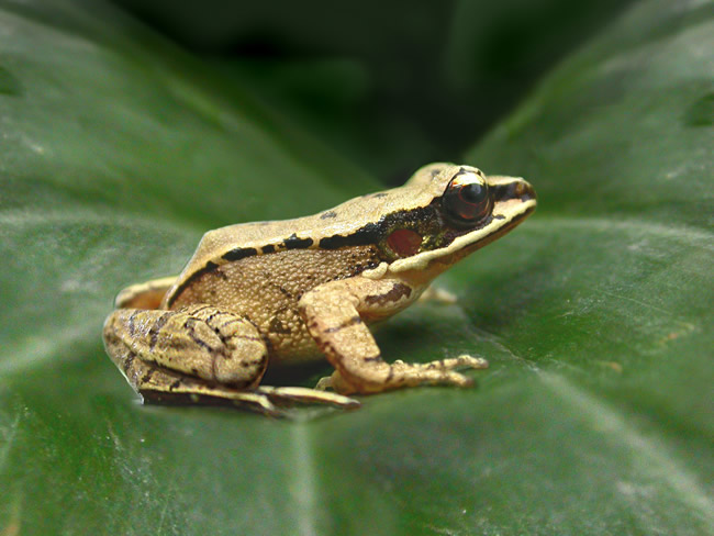 Odorrana tormota, one of only two frog species known to have a concave ear. Albert Feng found this frog can emit a high-pitched chirp that to the human ear sounds like that of a bird.