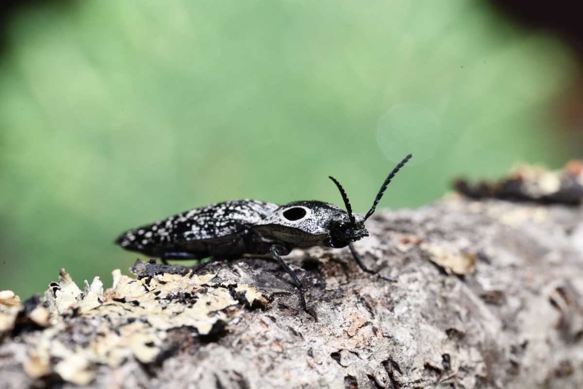 A long, flat click beetle with grey and black specks sitting on a log.