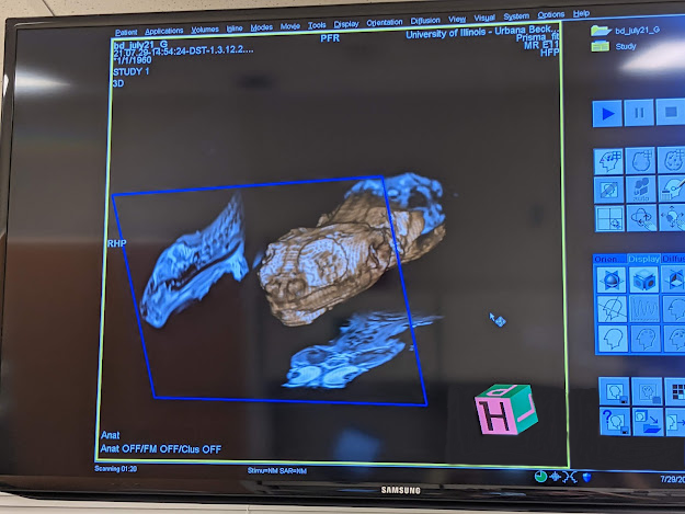 MRI scans of a bearded dragon's head.