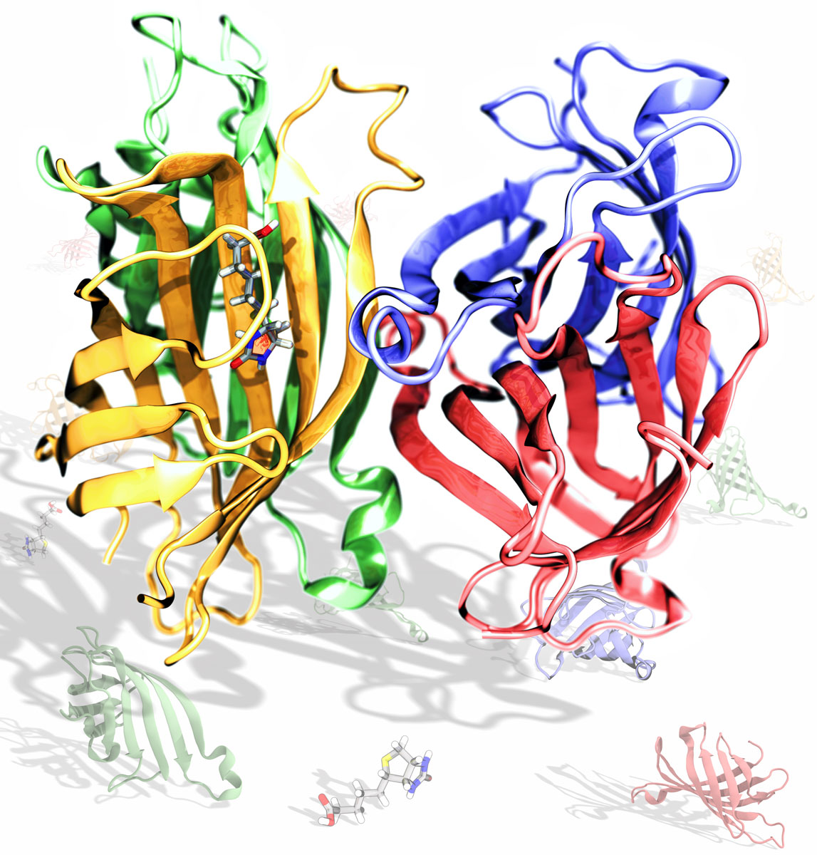 The protein structures of strepavidin binding to biotin