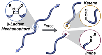 Beta-lactam reactivity