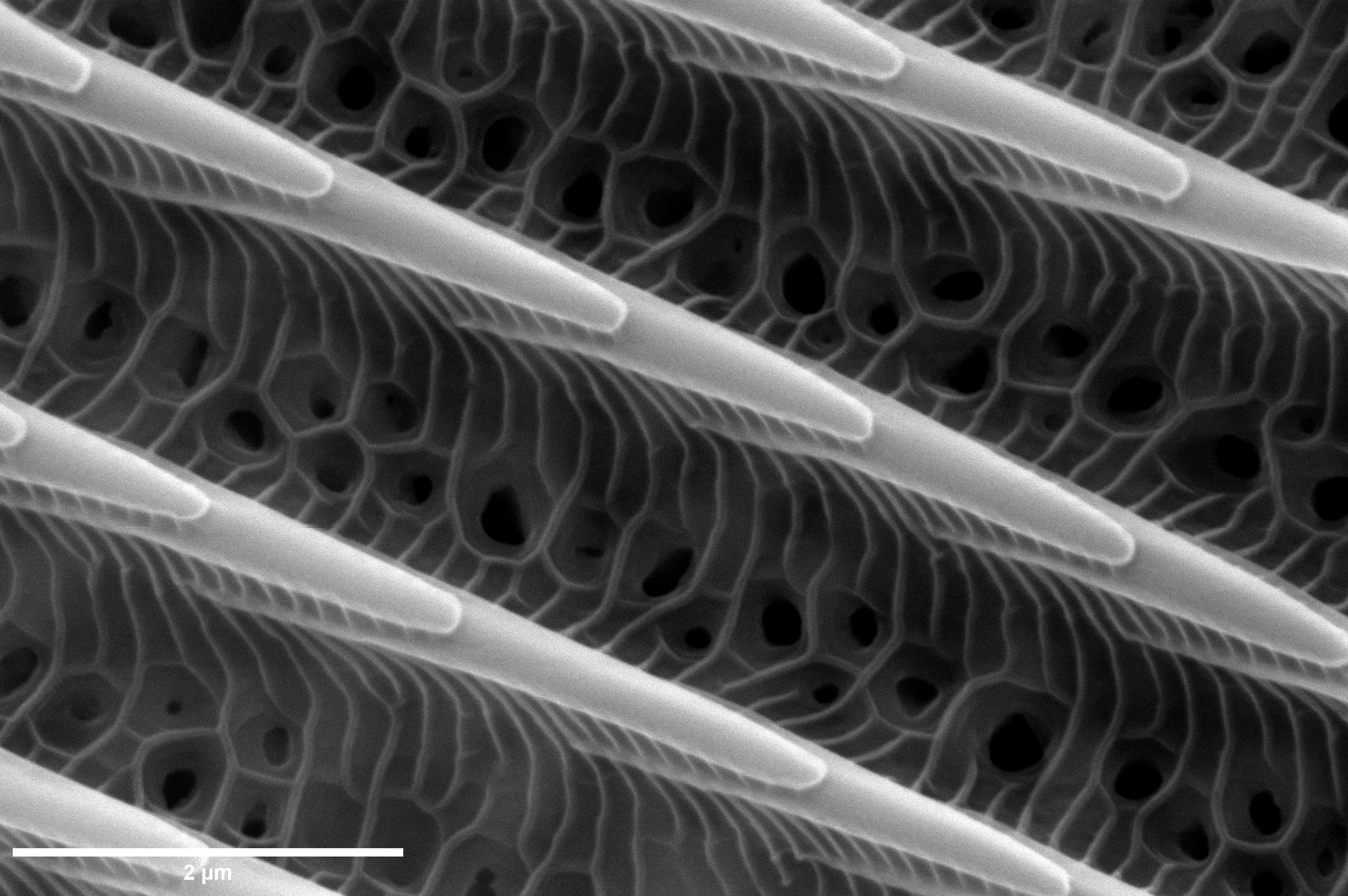 T. Josek's award-winning image of a single wing scale found on a tiger swallowtail butterfly. This image is magnified by 30,000 times and was taken by Josek on the environmental scanning electron microscope used for Bugscope. Josek was recognized along with five others in the 2023 Beckman Institute Research Image Contest.