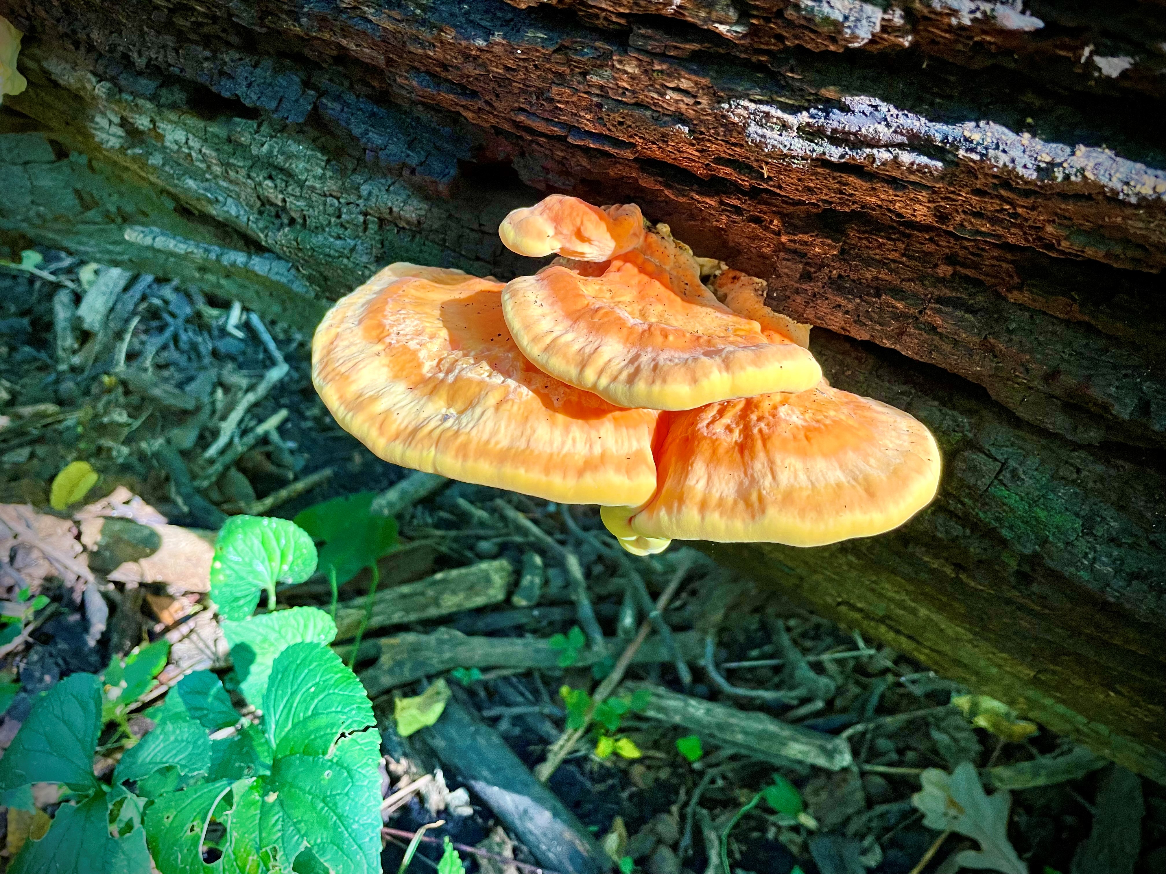 A chicken-of-the-woods mushroom grows on a tree trunk.