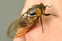 The wings of cicadas have special properties that can inspire innovation in materials development.