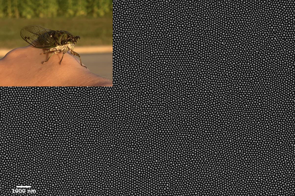 Microscopy scan of nanopillars on a cicada wing, which look like evenly-spaced grey dots on a black background. There is a photograph of a cicada sitting on a human hand in the top left corner.