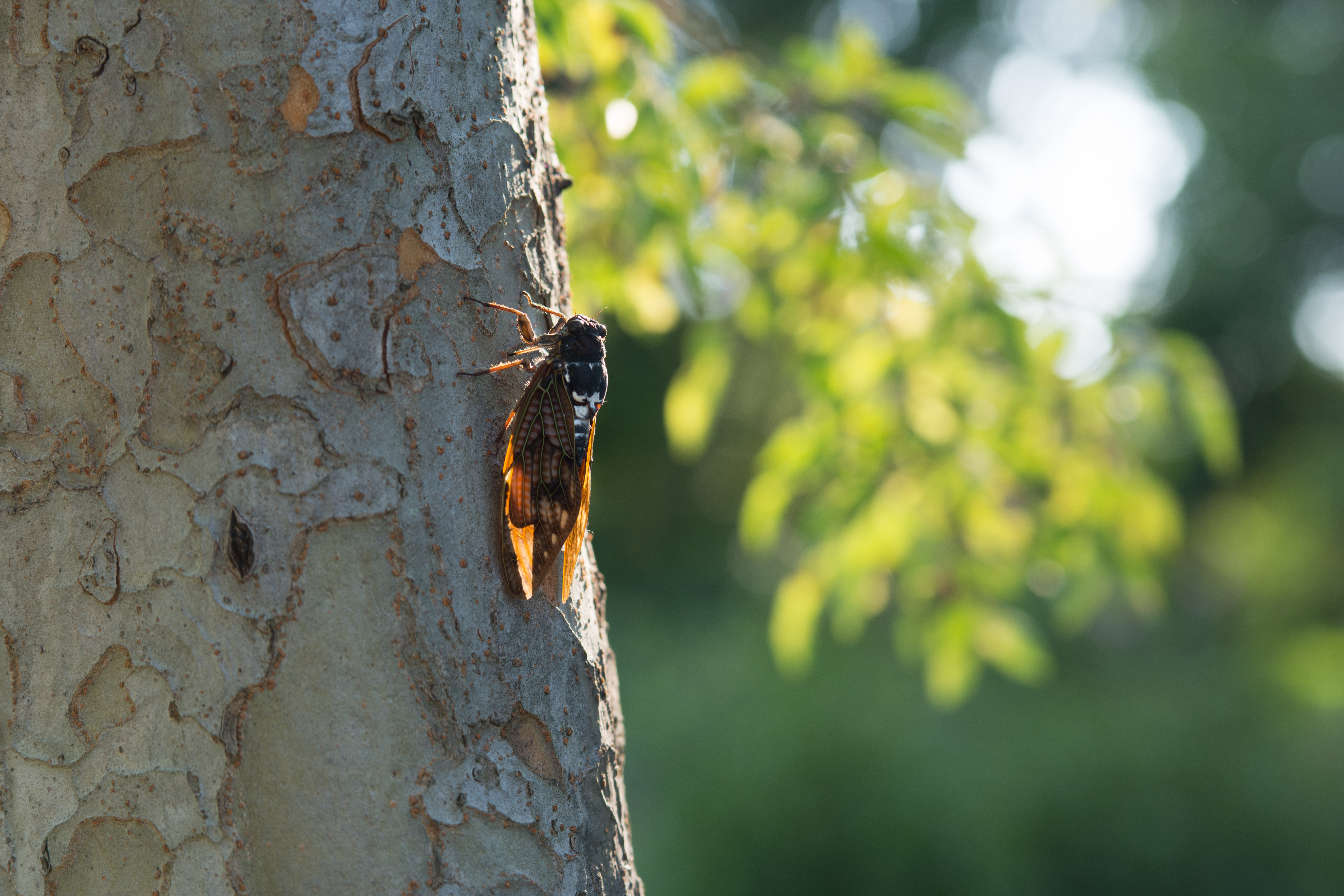 Cicada climbing up tree trunk, backlit.