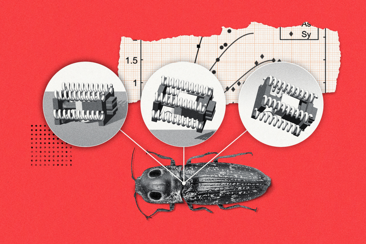 Graphic illustrating that the click beetle was the inspiration for this work.