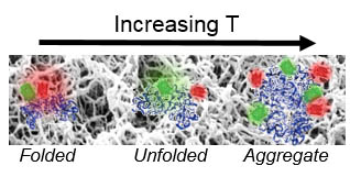 Hydrogels folding, unfolding, and aggregating