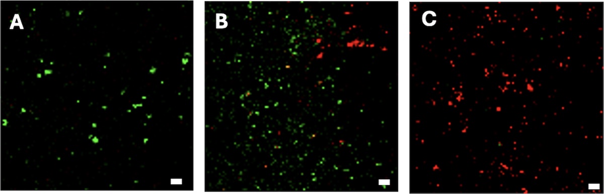 A three panel image show a bacteria viability stain. Living bacteria are stained green, nonviable bacteria are stained red.