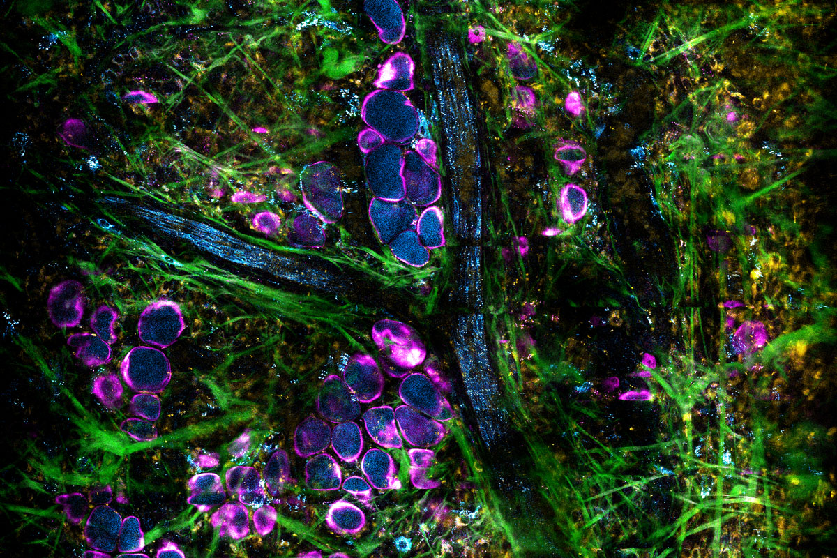 Boppart Cover_figure_pnas-WEB