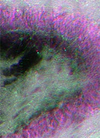 Stimulated Raman scattering (SRS) image(s) of ‘viable’ rat DG, ~150um thick