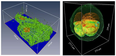 GLIM images of an unlabeled HeLa cell (left) and bovine embryo (right). Data acquired by Mikhail Kandel, Quantitative Light Imaging Lab.