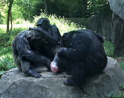 Chimps grooming.