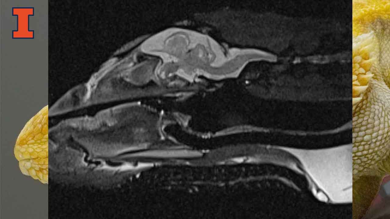 An image of a yellow bearded dragon's head is overlaid with an MRI scan of the same dragon, providing a look inside the creature's head.