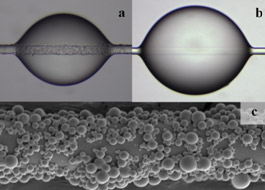 Optical Micrographs