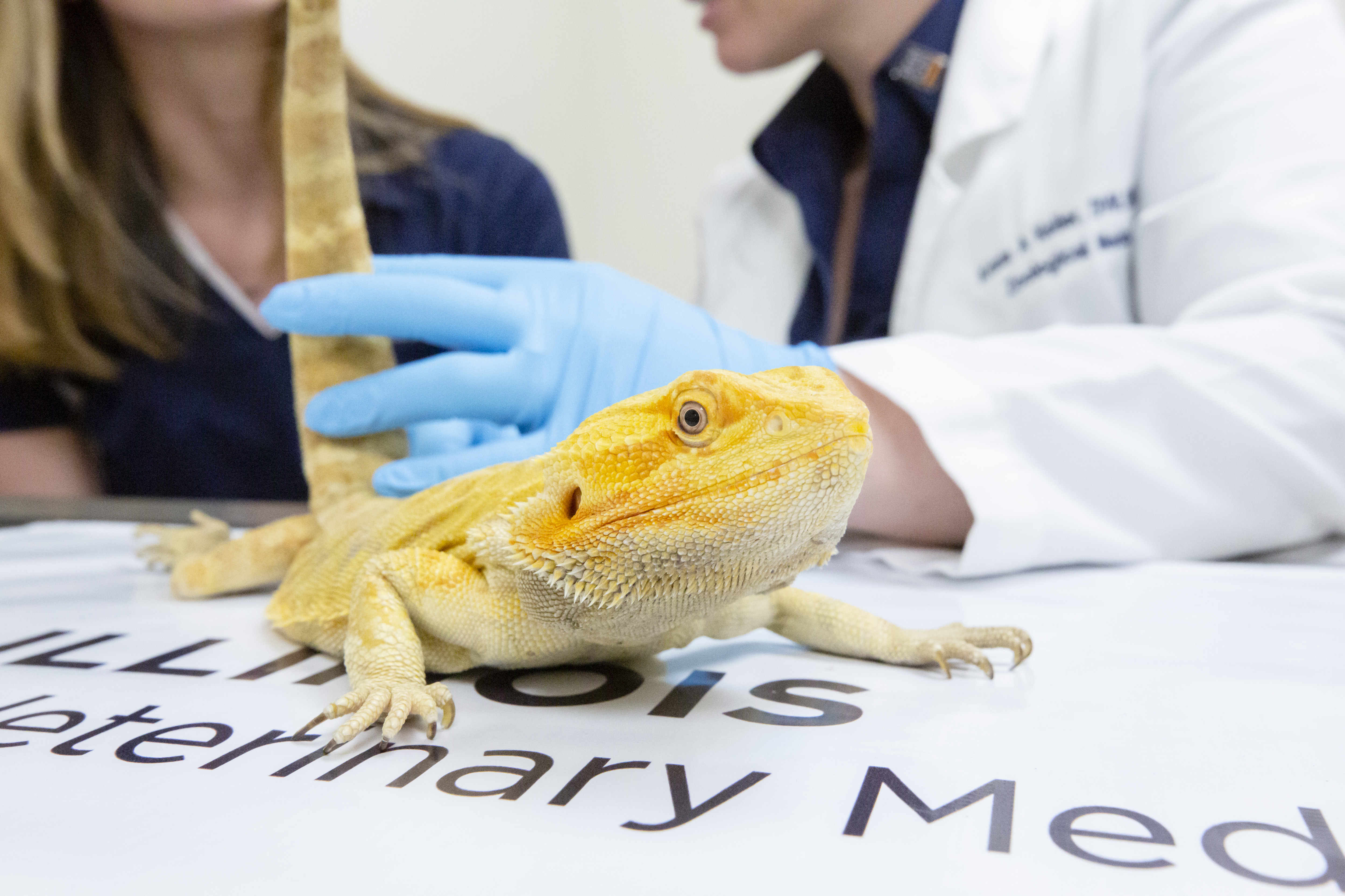 Yellow bearded dragon A yellow bearded dragon is examined by researchers from the College of Veterinary Medicine.
