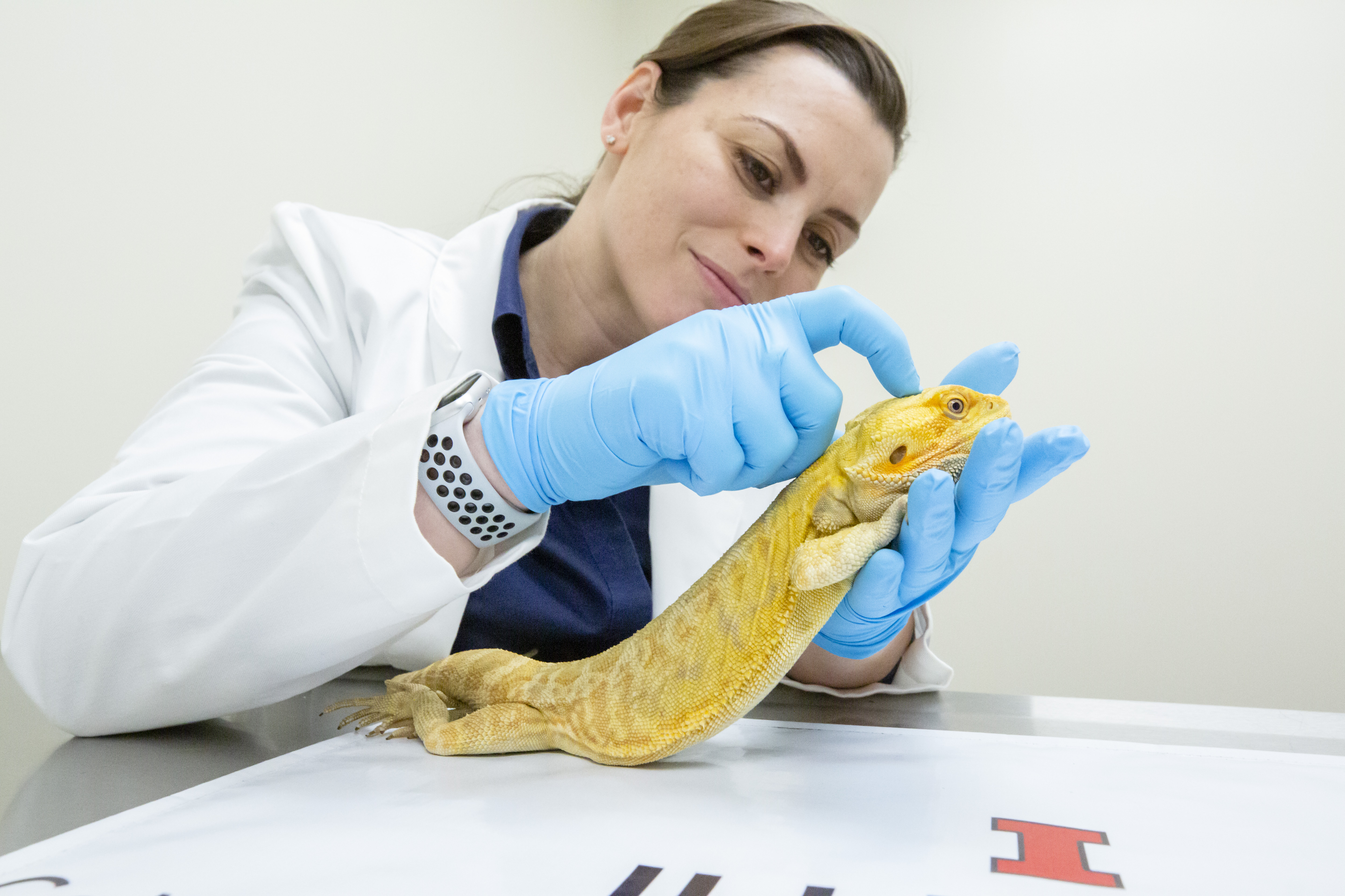 A researcher examines a yellow bearded dragon at the College of Veterinary Medicine.