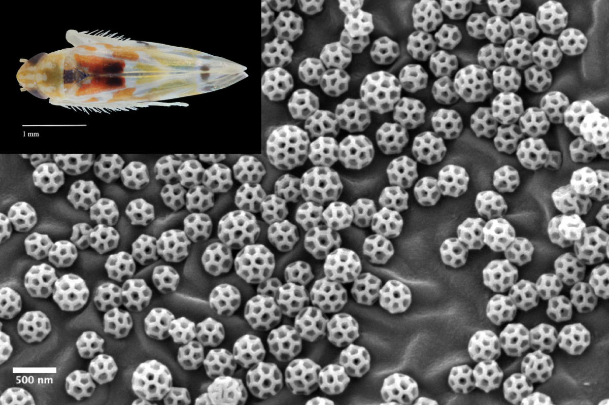 Microscopy scan of brochosomes, which look like grey soccer balls. In the top left corner there is photograph of a leafhopper insect.