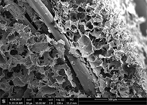 A polylactic acid 3D print fully incorporated into mineralized collagen to form a composite. Image taken on the electron scanning microscope provided by Marley Dewey.