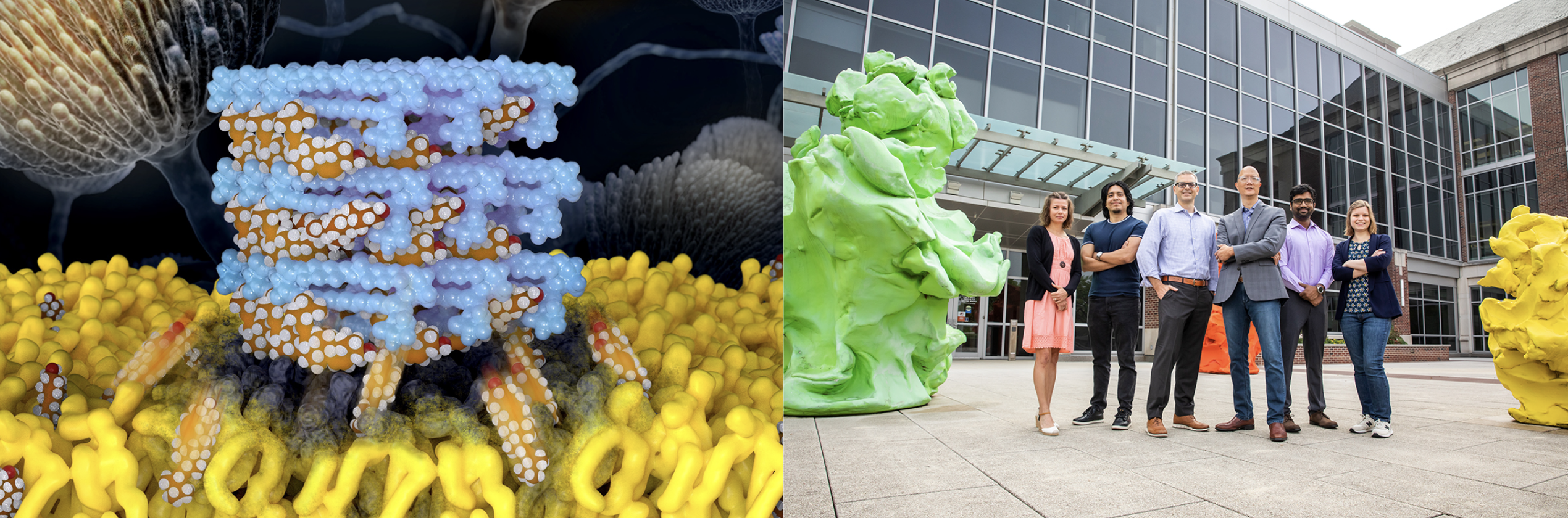New antifungal molecule next to Beckman researchers team.