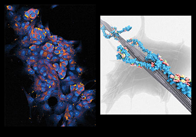 Images by Sudipta Mukherjee and Giuseppe Licari.