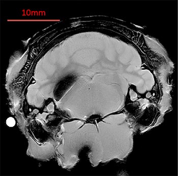 Image of rat brain