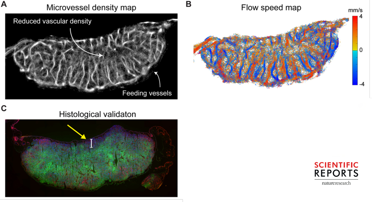 Microscopy images of blood vessels