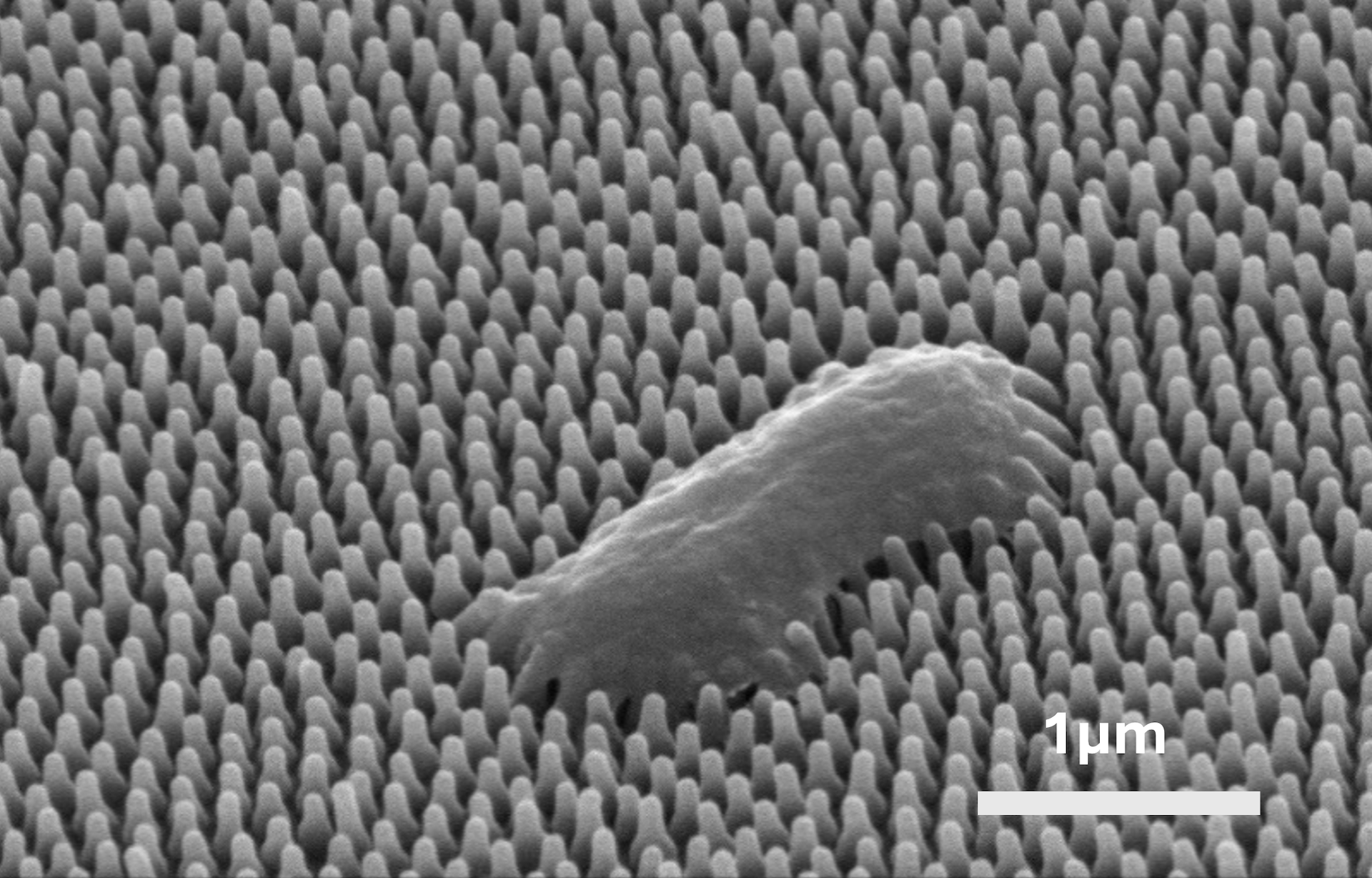 A scanning electron microscope title view of a Pseudomonas bacteria punctured on a cicada wing.