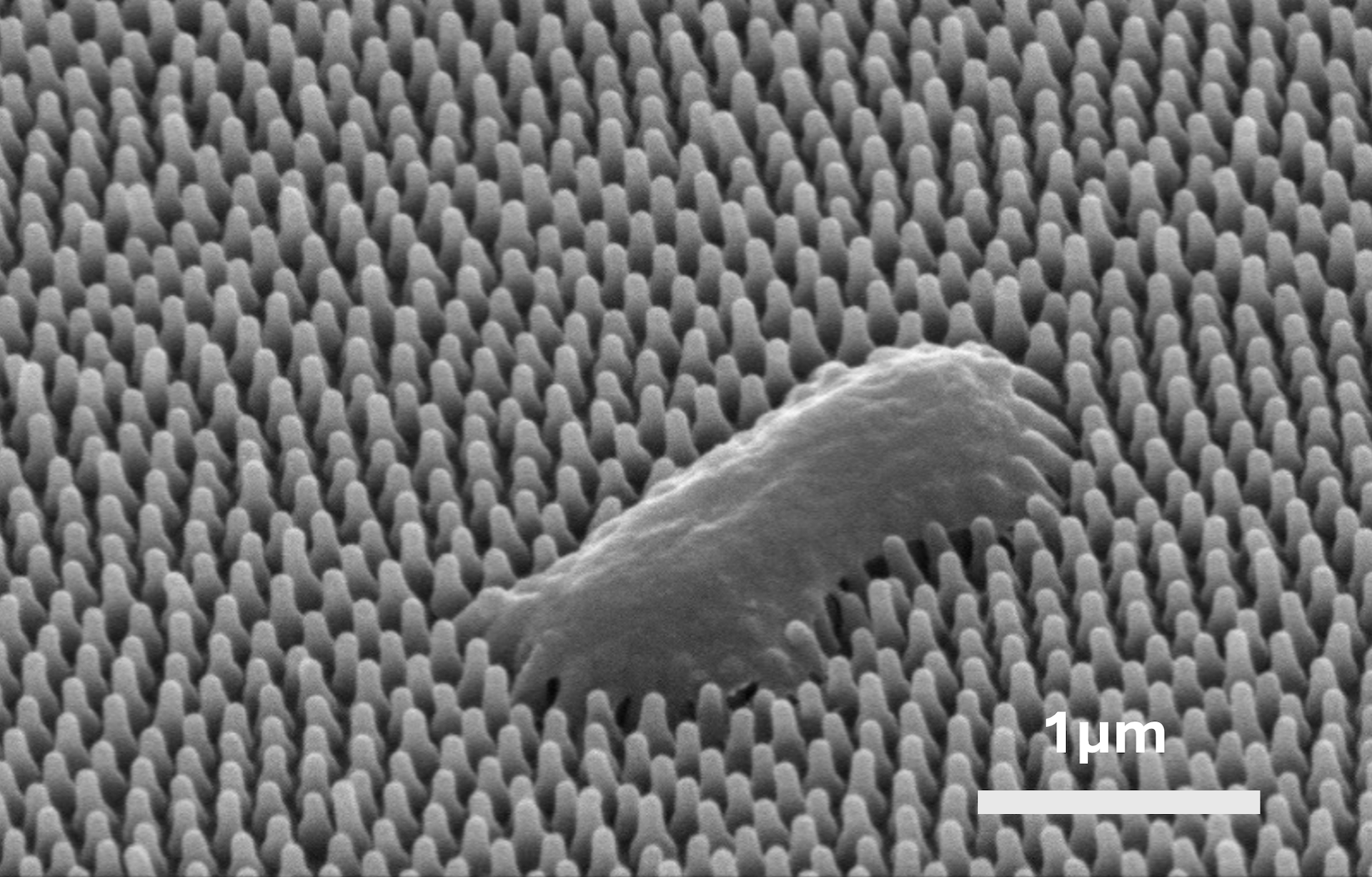 Scanning electron microscope image of a Pseudomonas aeruginosa bacterium, destroyed by nanopillars, on a cicada wing. Scale bar is 1 micrometer. Credit: Yutao Chen. 