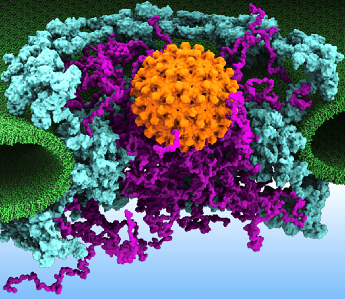 A simulation of the nuclear pore complex.