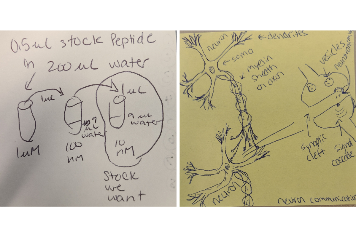 Two sticky notes, one drawn by Lenhart and one drawn by her grad school mentor, show chemical processes.