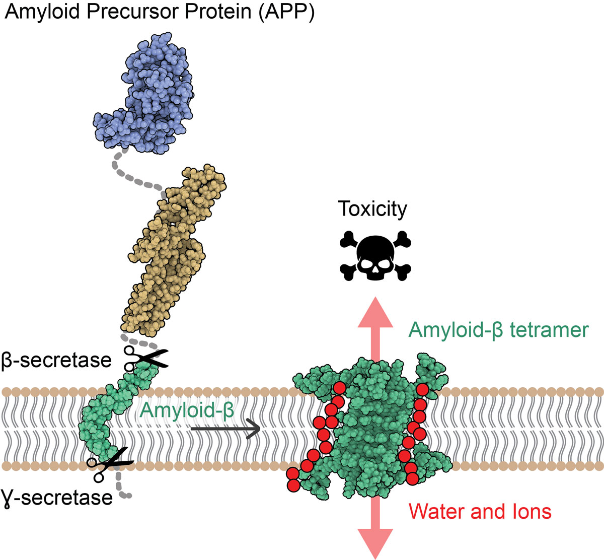 tetramer and octamer stuctures 