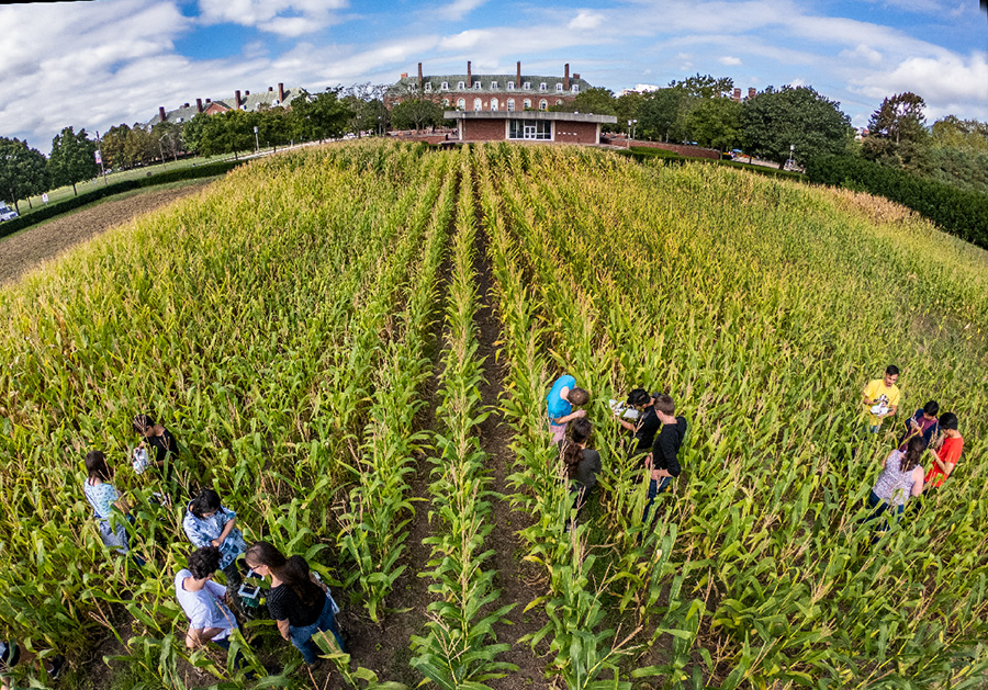 Fields experiment. Fields experiment