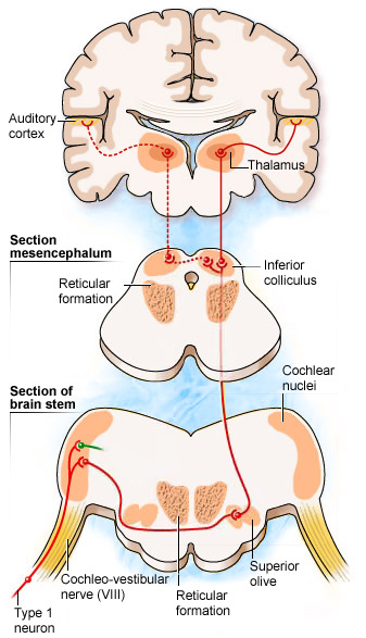 This image gives a schematic representation of where the auditory cortex and thalamus are present in the brain.