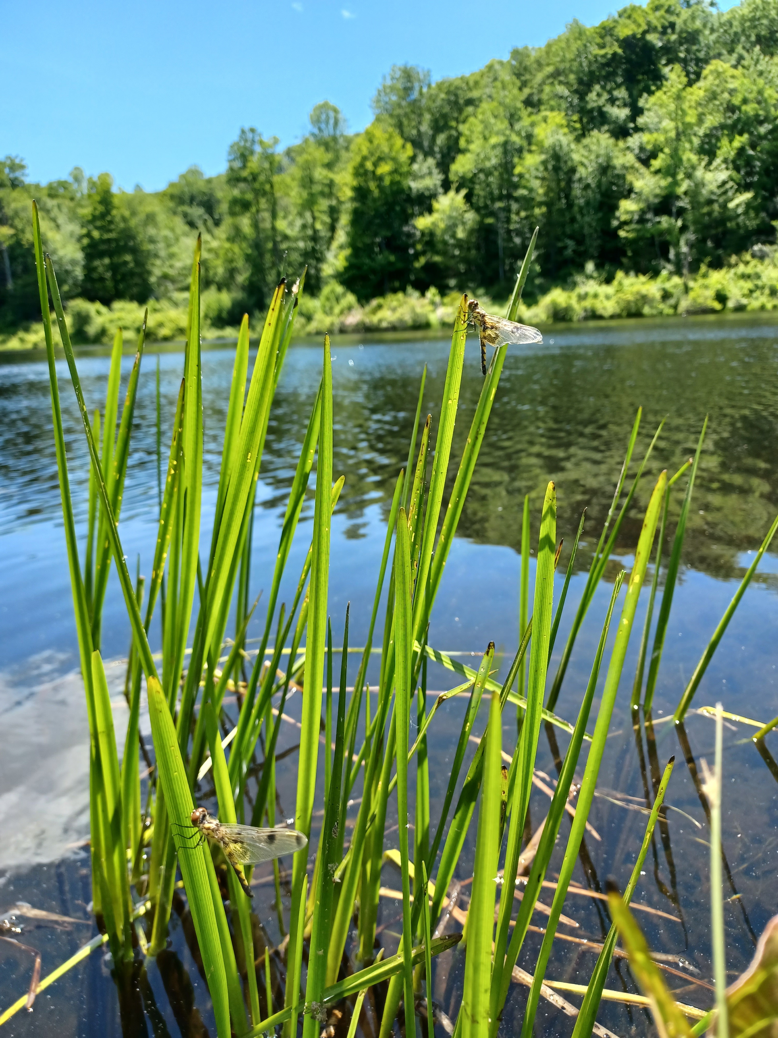 Dragonflies photographed in front of a pond.