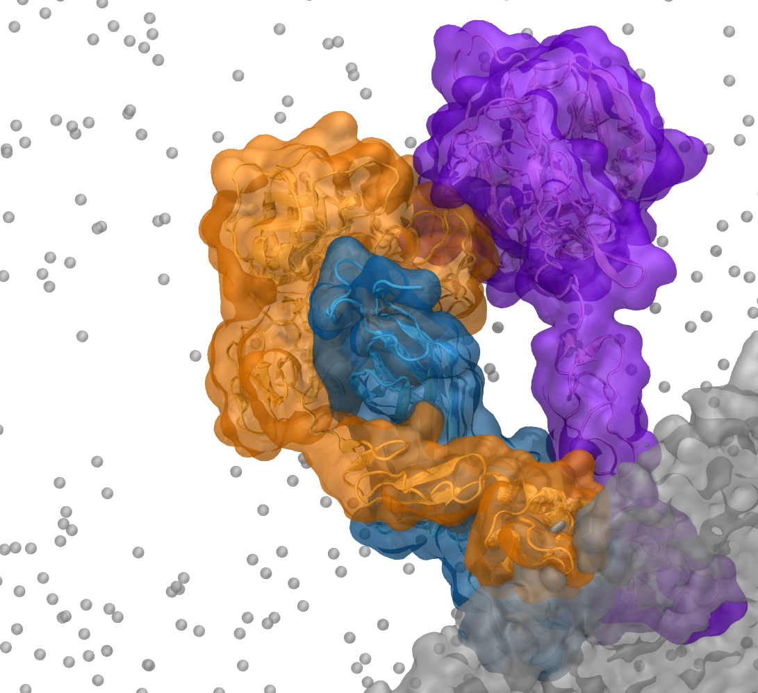 Simulation of the the extrinsic coagulation complex, a membrane-bound complex, which forms as part of the blood clotting process