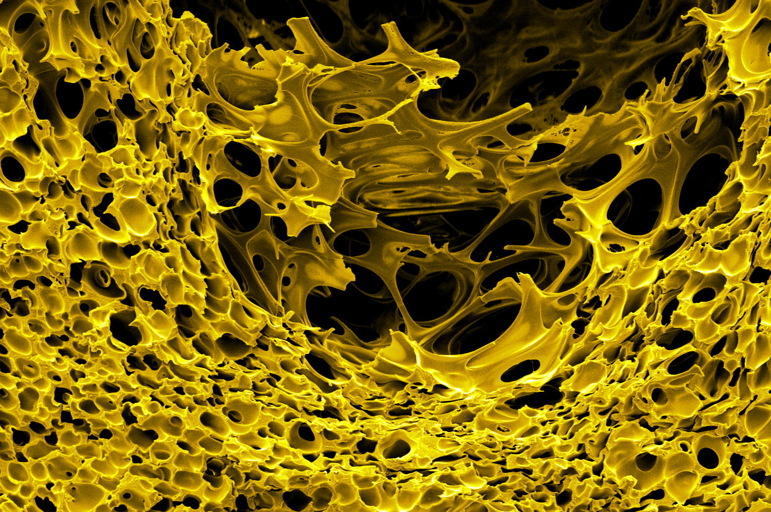 SEM image is a cross-section a polymer fiber 