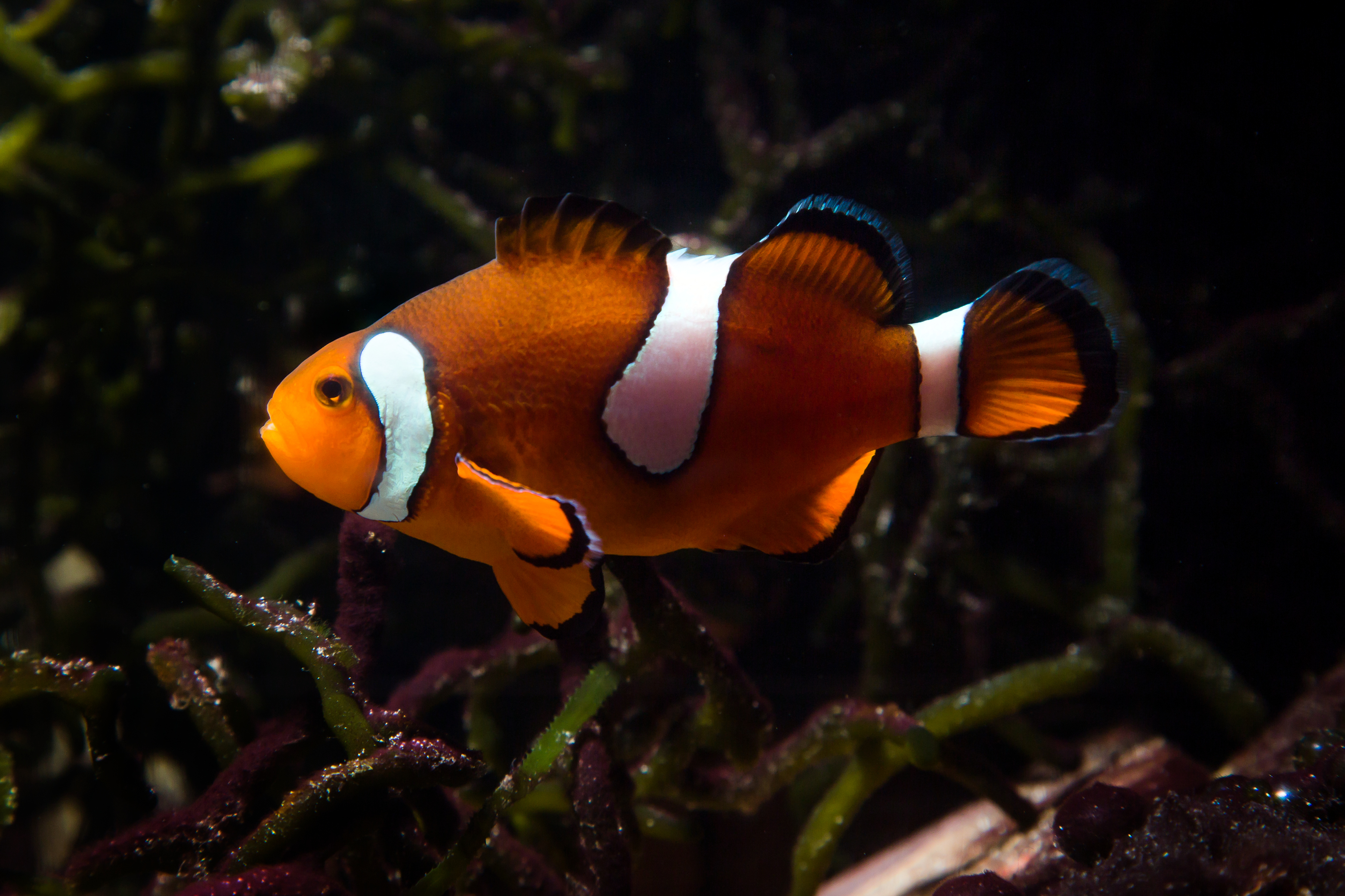 A clownfish, or anemonefish, swims in a tank.