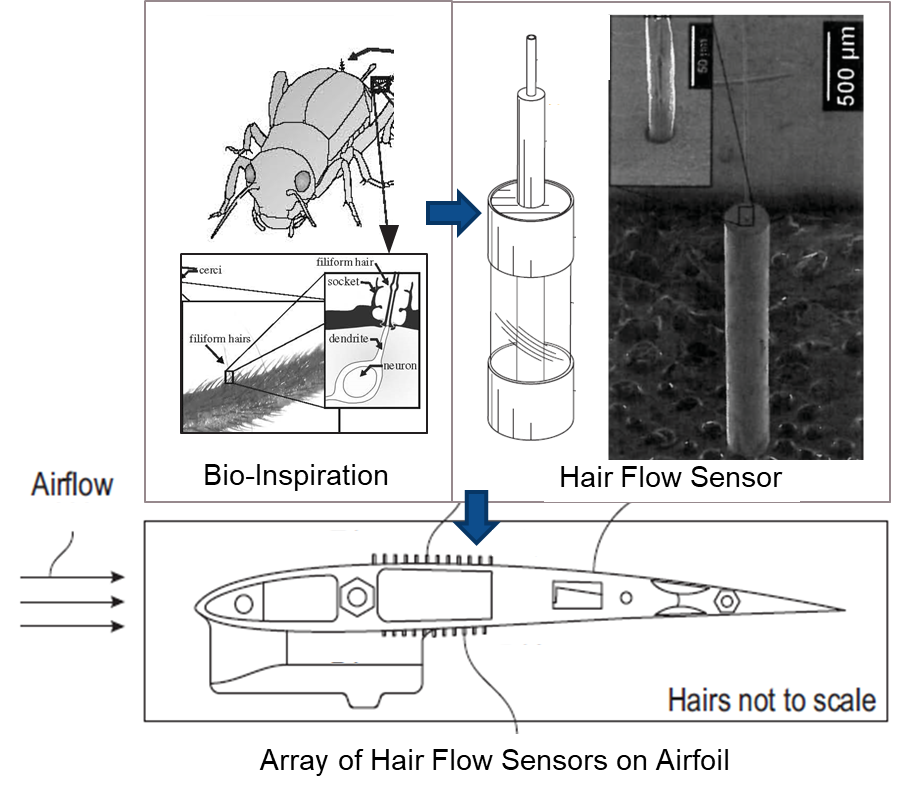 Jeff Baur - Bioinspired embedded hair flow sensors for detecting airflow deflection along airfoils